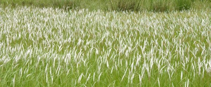 Imperata Cylindrica: A Closer Look at Speargrass and Its Wellness Benefits